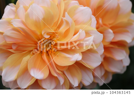 爽やかさを感じる二色咲きのダリアの花ー拾 104363145