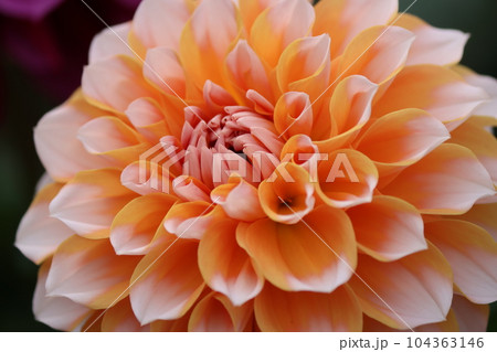 爽やかさを感じる二色咲きのダリアの花-十一 104363146