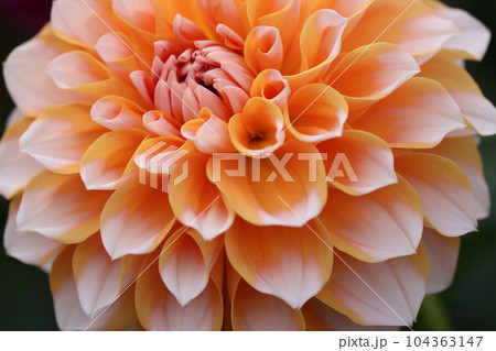 爽やかさを感じる二色咲きのダリアの花-十二 104363147