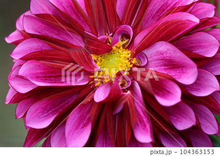 キラキラ感満載の個性的なダリアの花ー四 104363153