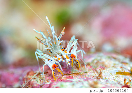 トゲツノメエビ トゲツノメエビ 104363164