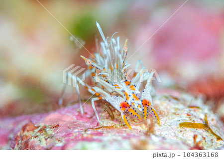 トゲツノメエビ 104363168