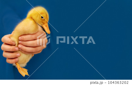 small yellow duckling in children's hands on blue background, selective focus small yellow duckling in children's hands on blue background, selective focus 104363202