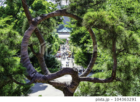 上野公園 清水観音堂(きよみずかんのんどう)と広重の月の松 上野公園 清水観音堂(きよみずかんのんどう)と広重の月の松 104363291