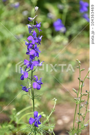 ラークスパー（飛燕草） 104363469