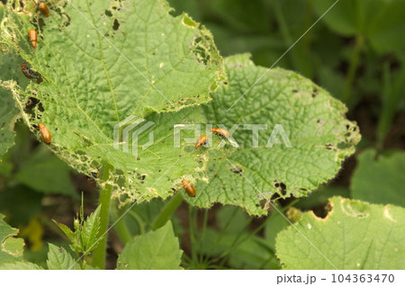 ウリハムシの食害にあったウリ科作物の様子 104363470