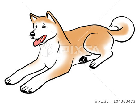 伏せてくつろぐ秋田犬 104363473