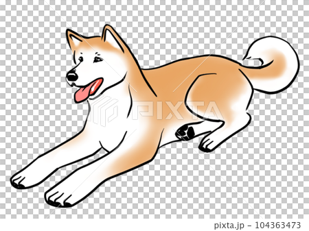 伏せてくつろぐ秋田犬 104363473