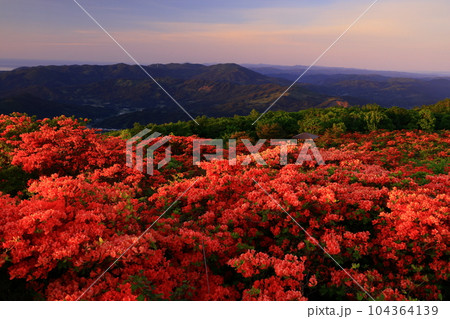室根山の夜明けとツツジ 104364139