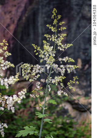 高く伸びたタケニグサの白い花 高く伸びたタケニグサの白い花 104364388