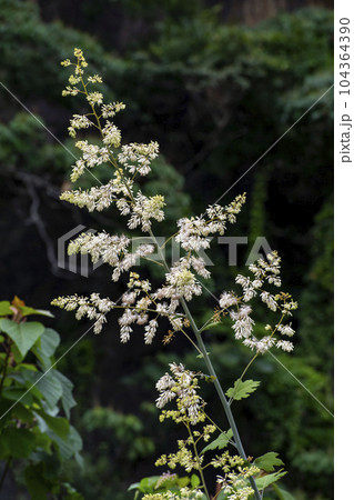 高く伸びたタケニグサの白い花 高く伸びたタケニグサの白い花 104364390