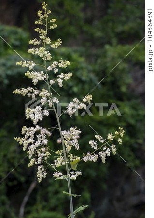 高く伸びたタケニグサの白い花 104364391
