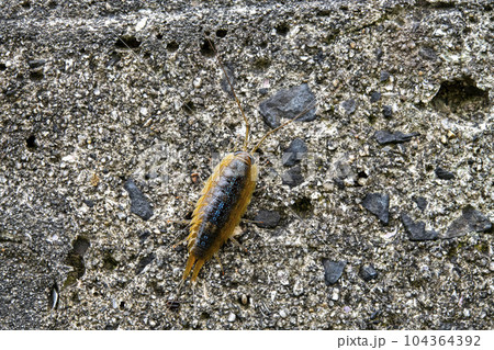 防波堤にいるフナムシ 104364392