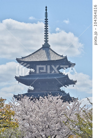東寺の五重塔と桜 104364816