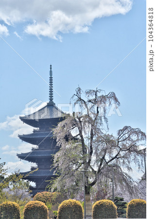 東寺の五重塔と桜 104364818