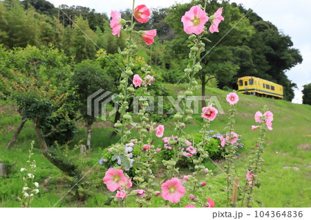 立葵の花咲く梅雨時のいすみ鉄道沿線風景 立葵の花咲く梅雨時のいすみ鉄道沿線風景 104364836