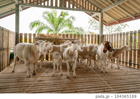 Group of sheep stay calm together in stable and some of them look at camera with day light. 104365189