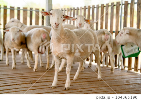 One sheep look at camera with wonder face and stand in front of other sheep in stable with day light 104365190