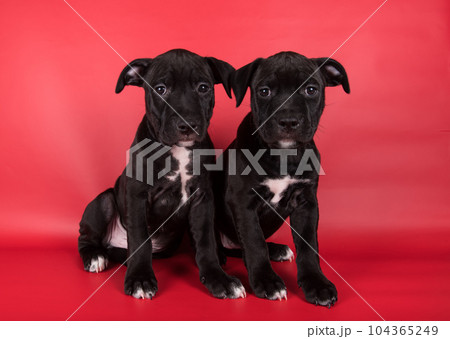 Black American Staffordshire Bull Terrier dogs or AmStaff puppies on red background 104365249