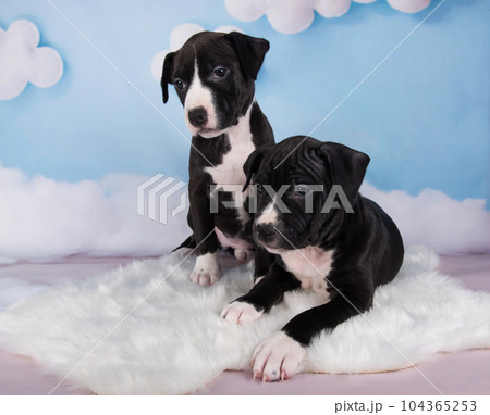 Two Black male American Staffordshire Bull Terrier dogs puppies on blue background 104365253