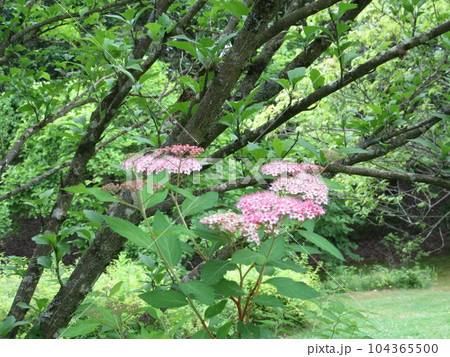 ピンク色のシモツケ 104365500