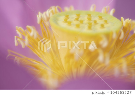 輝く蓮華台 輝く蓮華台 104365527