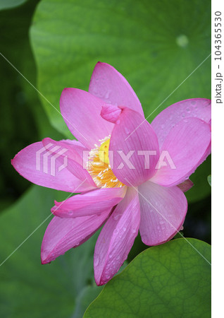 清らかな蓮の花 清らかな蓮の花 104365530