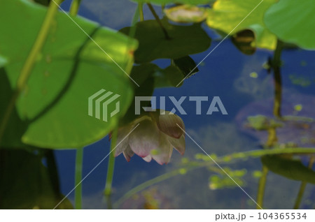 水中の蓮の花 水中の蓮の花 104365534