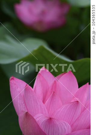 清らかな蓮の花 清らかな蓮の花 104365535