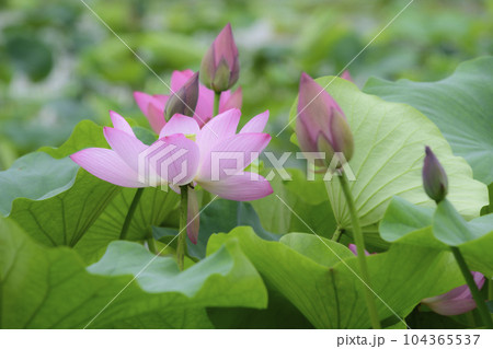 清らかな蓮の花 104365537
