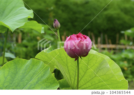 清らかな蓮の花 104365544