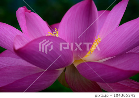 清らかな蓮の花 清らかな蓮の花 104365545