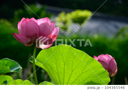 清らかな蓮の花 清らかな蓮の花 104365546