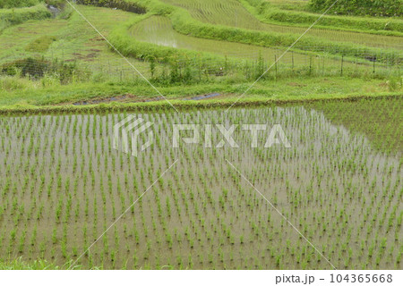 【兵庫県佐用町】乙大木谷棚田 104365668