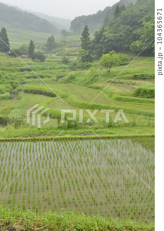 【兵庫県佐用町】乙大木谷棚田 【兵庫県佐用町】乙大木谷棚田 104365671