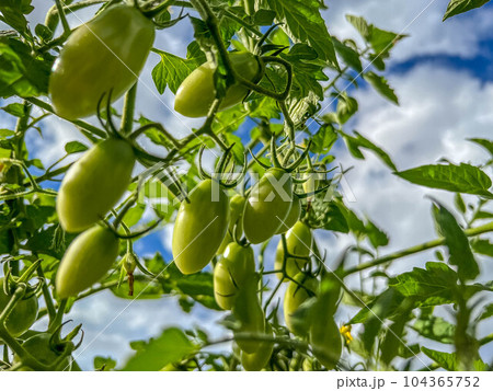 青いプチトマト～真夏の果実～ 104365752