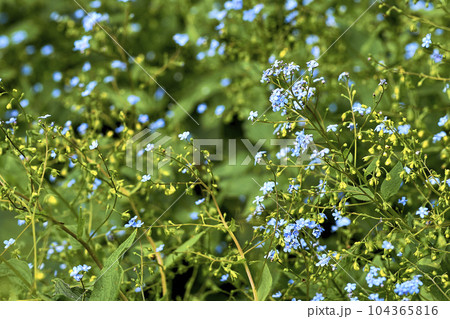 Cute green summer spring lawn with blue flowers forget me nots 104365816