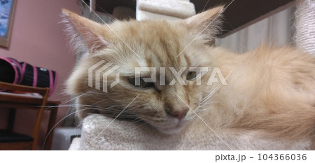 猫 猫 104366036
