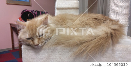 猫 猫 104366039