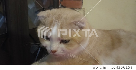 猫 猫 104366153