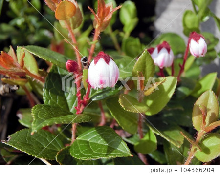 イワハゼ(東成瀬村須川湿原・6/20) イワハゼ(東成瀬村須川湿原・6/20) 104366204