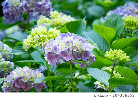 六甲山にある神戸市立森林植物園で満開のヒメアジサイ 104366555