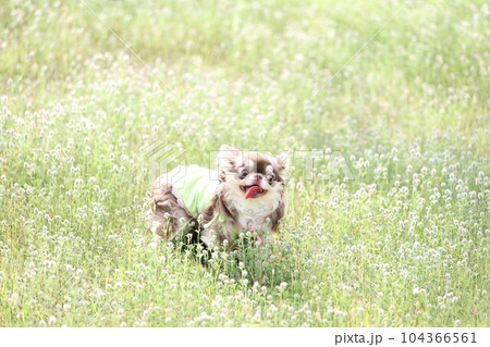 チワワ 104366561