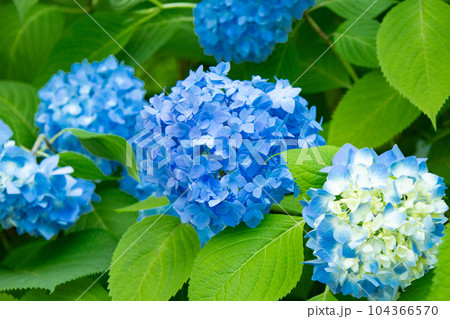 六甲山にある神戸市立森林植物園で満開のヒメアジサイ 104366570