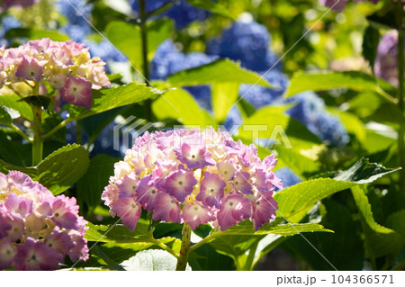 六甲山にある神戸市立森林植物園で満開のヒメアジサイ 六甲山にある神戸市立森林植物園で満開のヒメアジサイ 104366571
