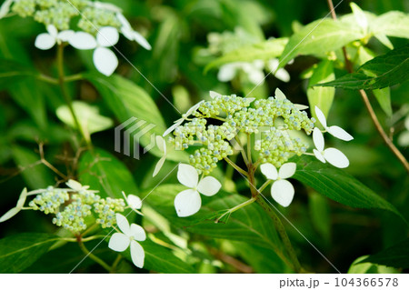 六甲山にある神戸市立森林植物園で満開のアジサイ（アマギアマチャ） 104366578