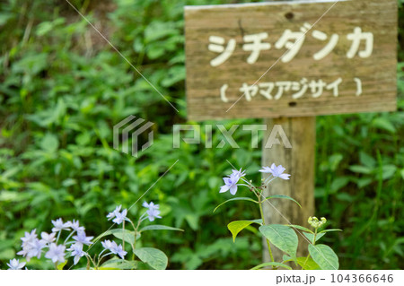 六甲山にある神戸市立森林植物園で満開の幻のアジサイ（シチダンカ） 104366646