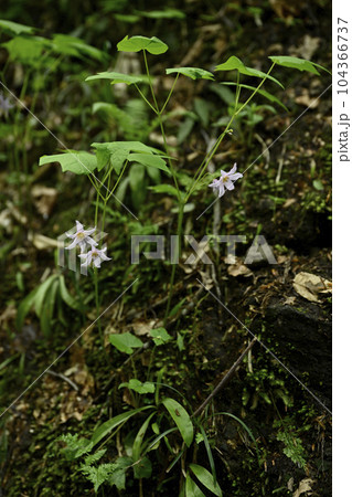 トガクシショウマ 104366737