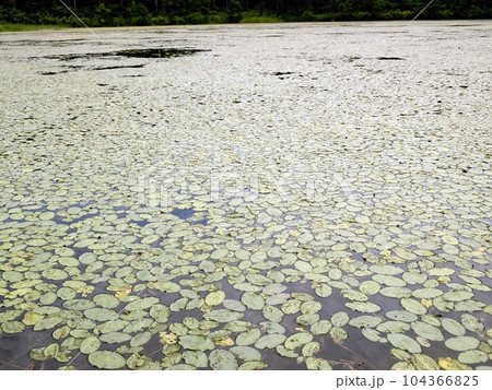 一面のジュンサイ（湯沢市高松ジュンサイ沼・6/21） 104366825