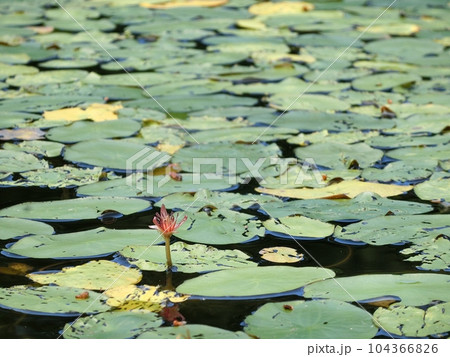ジュンサイの花（湯沢市高松ジュンサイ沼・6/21） 104366826